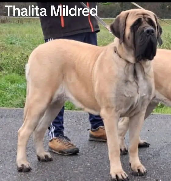 CH. Thalita mildred De La Villa Bel Air
