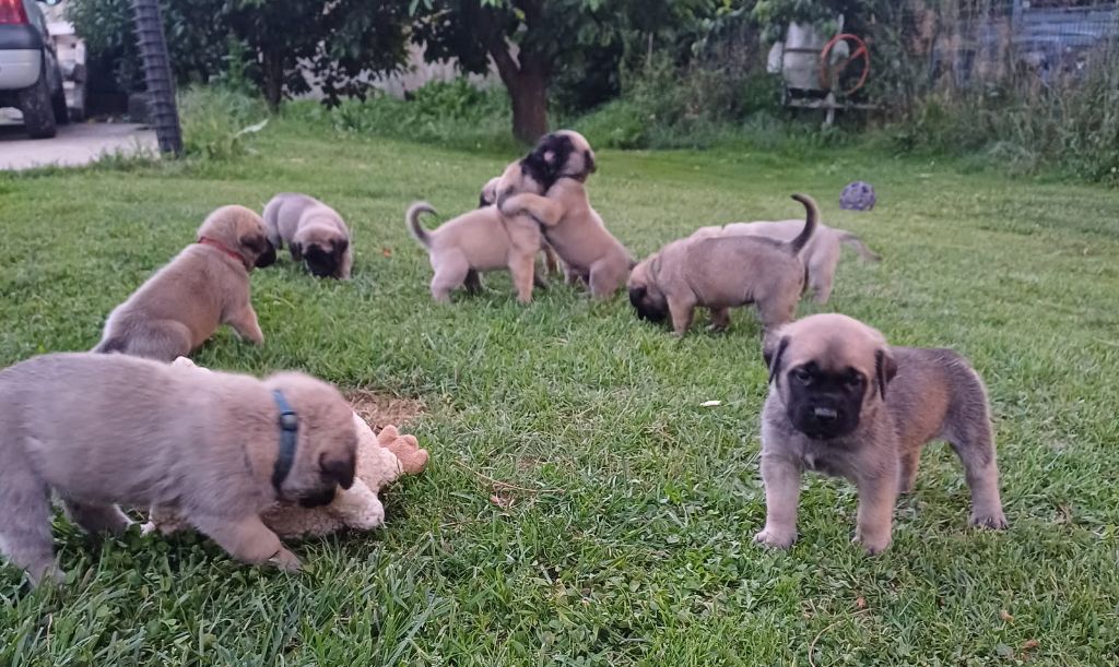 Les chiots s amusent dans le jardin 