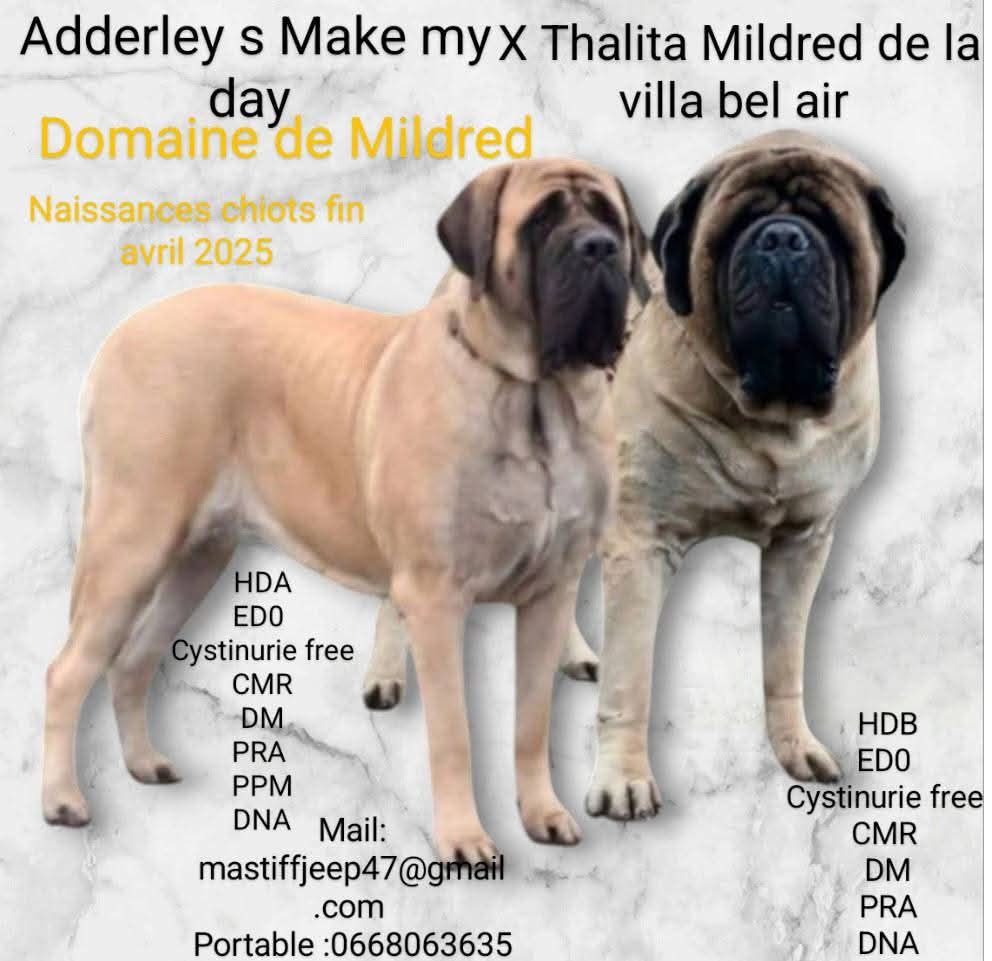 Parents des chiots 