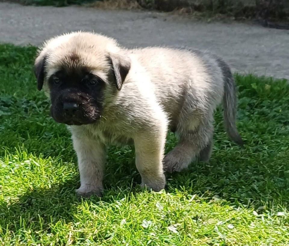Du Domaine De Mildred - Chiots disponibles - Mastiff