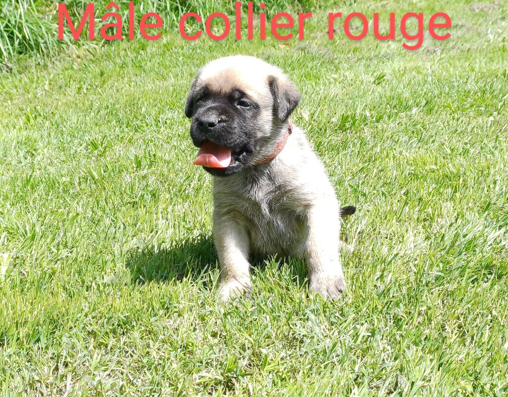 Du Domaine De Mildred - Chiots disponibles - Mastiff