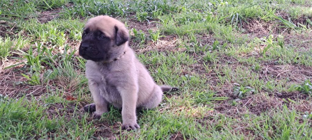 Du Domaine De Mildred - Chiots disponibles - Mastiff