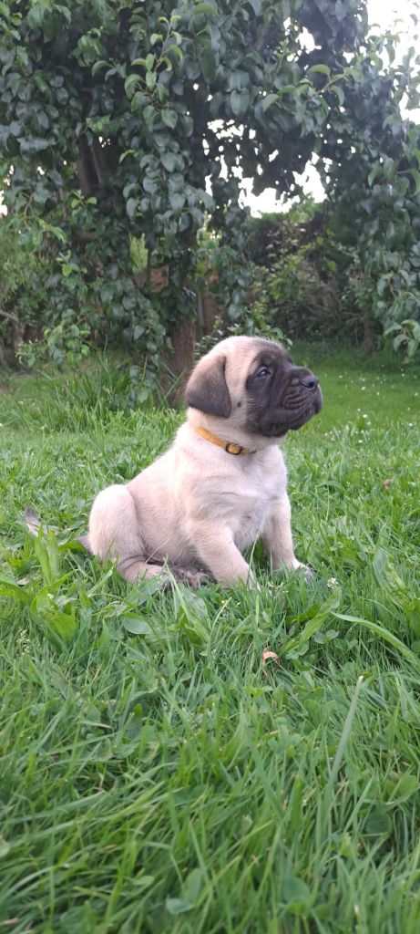 Du Domaine De Mildred - Chiots disponibles - Mastiff