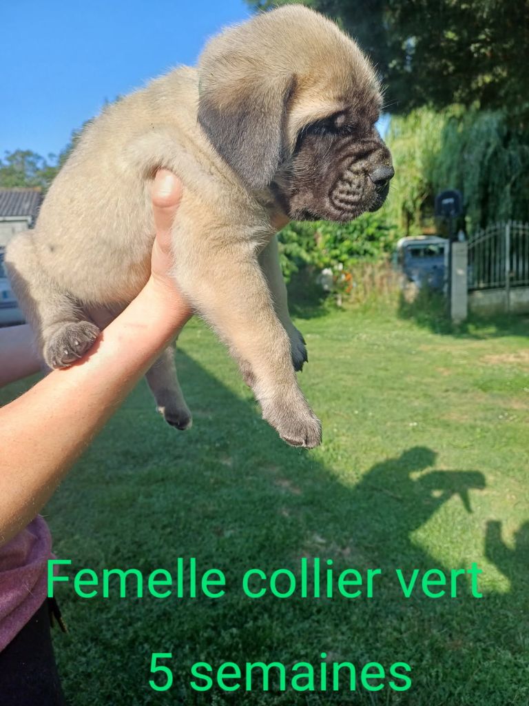 Du Domaine De Mildred - Chiots disponibles - Mastiff