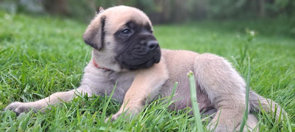 Du Domaine De Mildred - Chiots disponibles - Mastiff