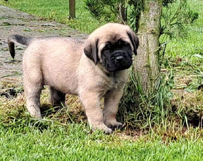 CHIOT