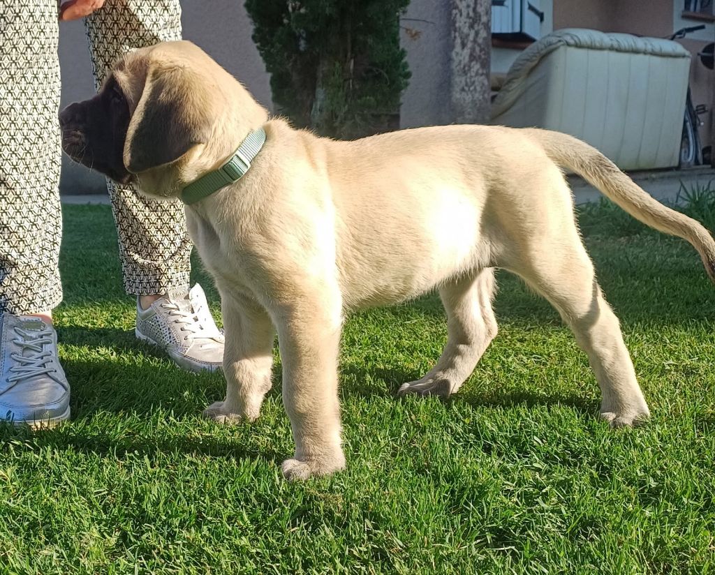 Du Domaine De Mildred - Chiots disponibles - Mastiff