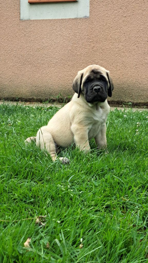 Du Domaine De Mildred - Chiots disponibles - Mastiff