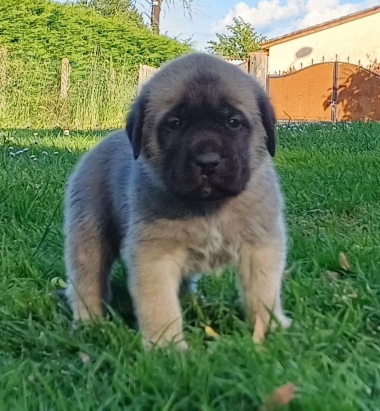 Du Domaine De Mildred - Chiots disponibles - Mastiff