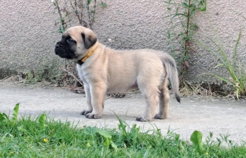 Du Domaine De Mildred - Chiots disponibles - Mastiff