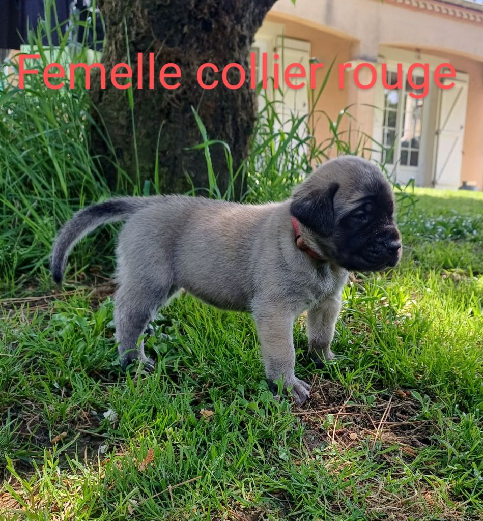 Du Domaine De Mildred - Chiots disponibles - Mastiff