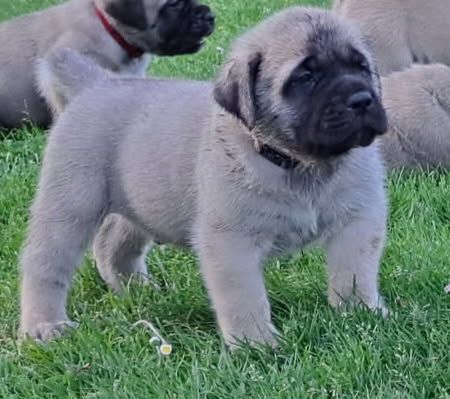 Du Domaine De Mildred - Chiots disponibles - Mastiff